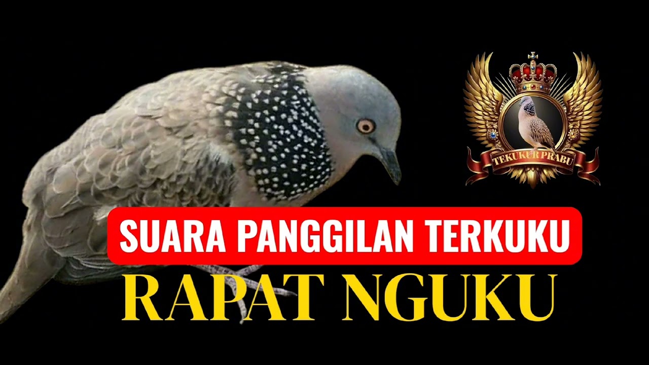 SUARA BURUNG TERKUKU RAPAT NGUKU || DIJAMIN AMPUH.