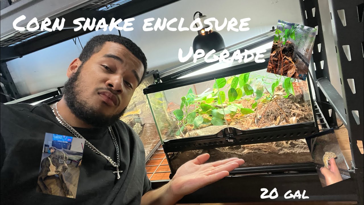 20 gallon corn snake enclosure setup