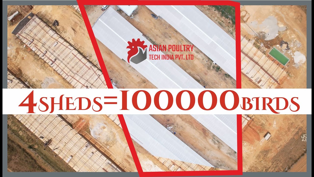 Our Success Story in Andhra Pradesh – 4 EC Sheds, 1,00,000 Birds, Happy Farmer