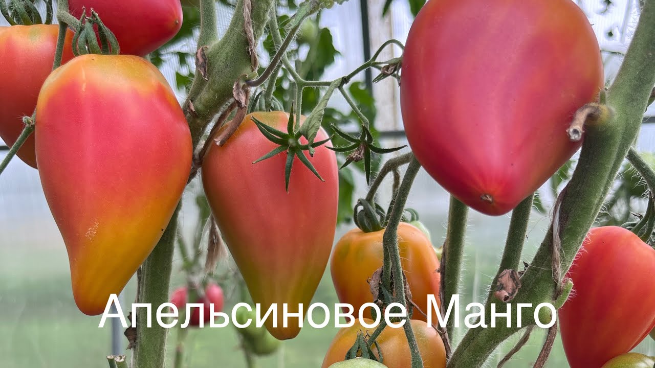 Дегустация сортов томатов от Софии Сааковой. 2024