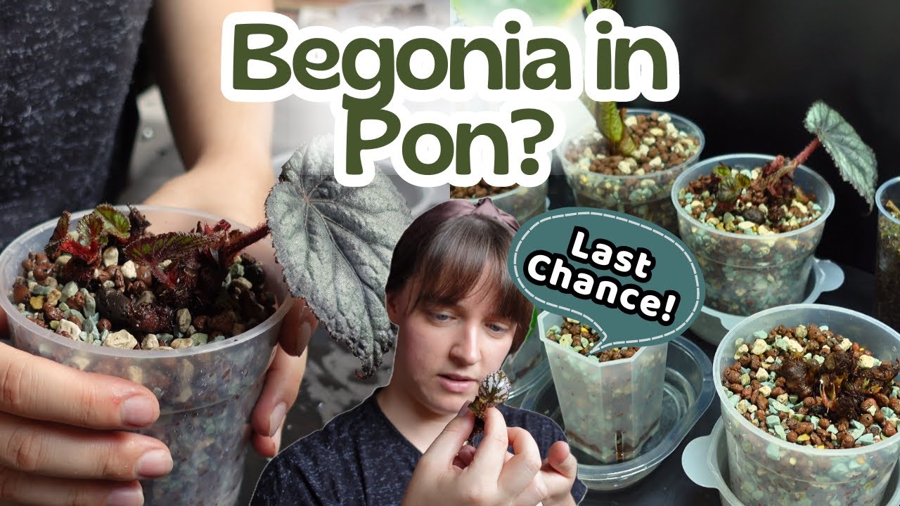 Repot With Me🌿4 Begonias | Their Last Chance in Pon 😬