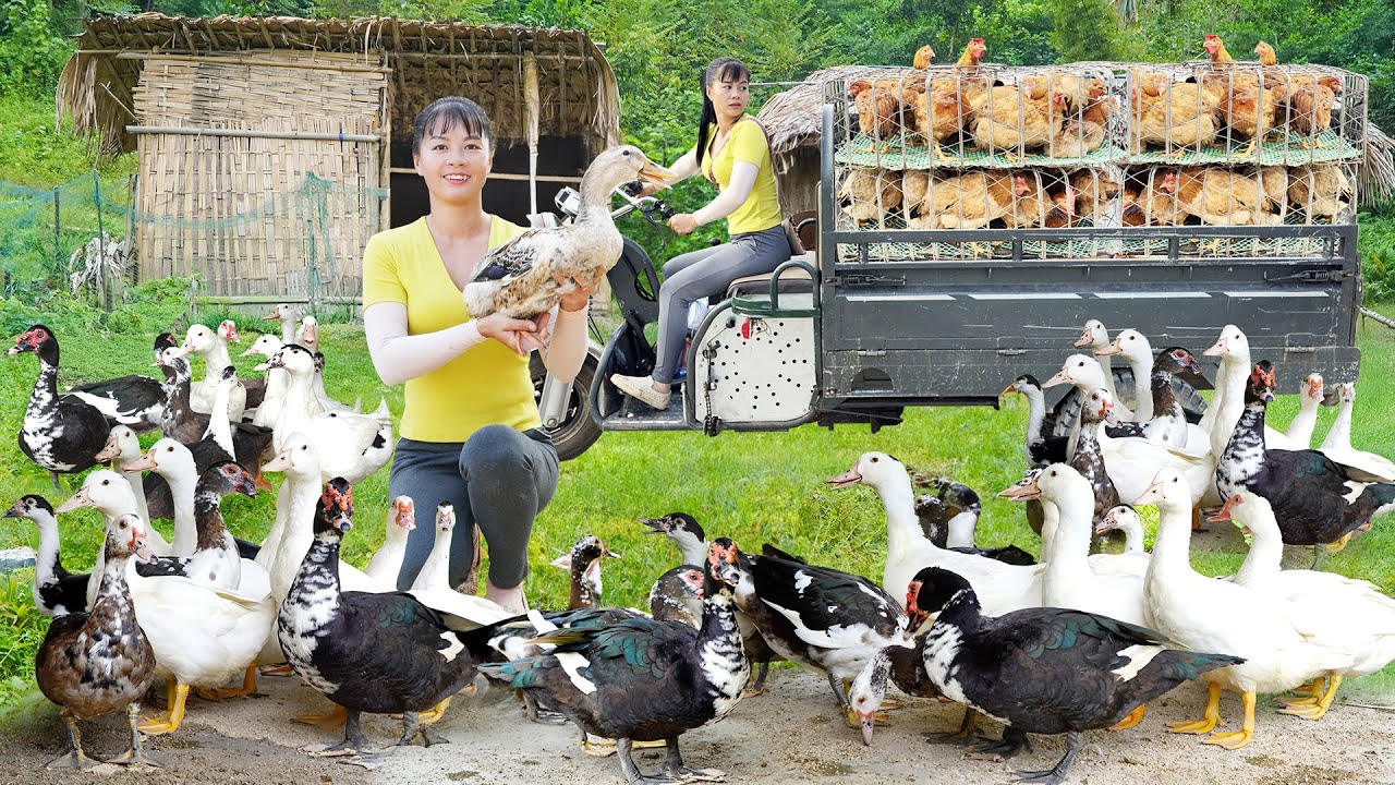 Use 3-Wheeled Truck Harvesting Many Duck After 4 Months of Raising Goes To Market Sell - Farm Life