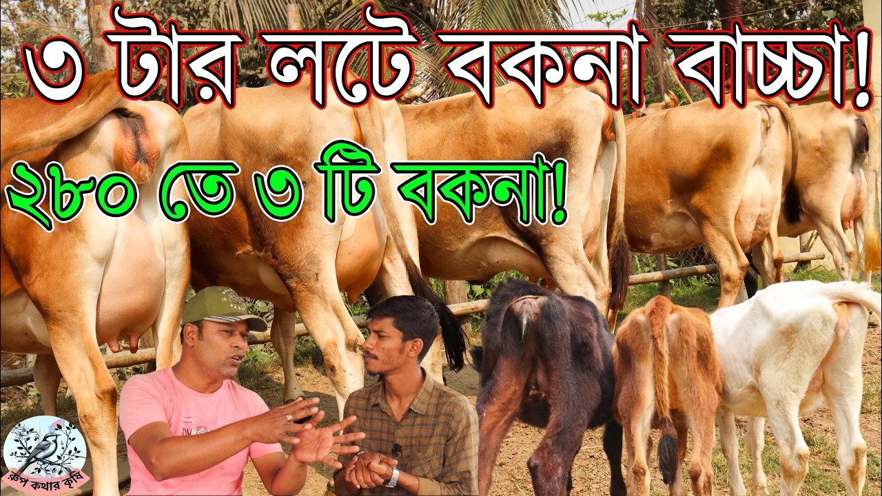 রাজু ভাইয়ের বকনা ক্রস প্রমাণ করতে পারলে ৫হাজার জরিমানা থাকবে।৩টা বকনা একসঙ্গে নিলে গাড়ি ভাড়া ফ্রি