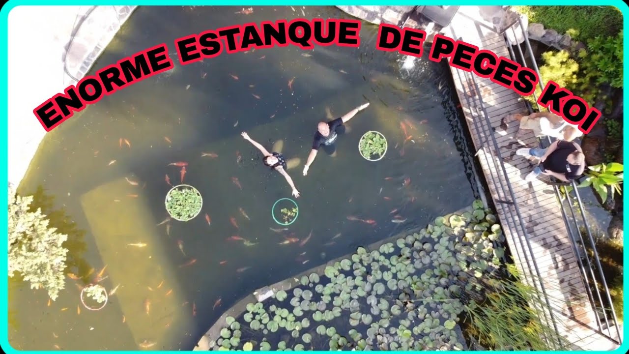 El mejor estanque de peces koi