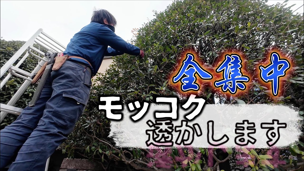 【見栄え良し】モッコクの透かし剪定をします