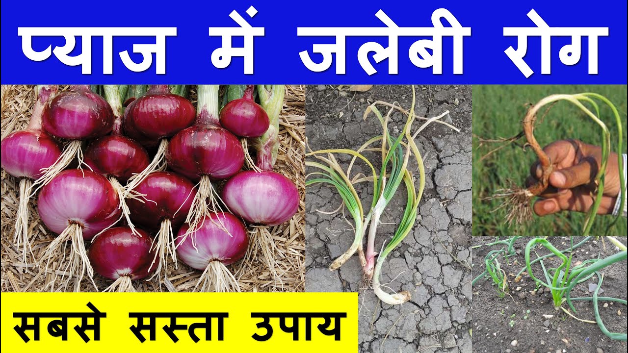 प्याज के जलेबी रोग का कंट्रोल कैसे करें | Onion Twister disease | Fungicides | Trichoderma |