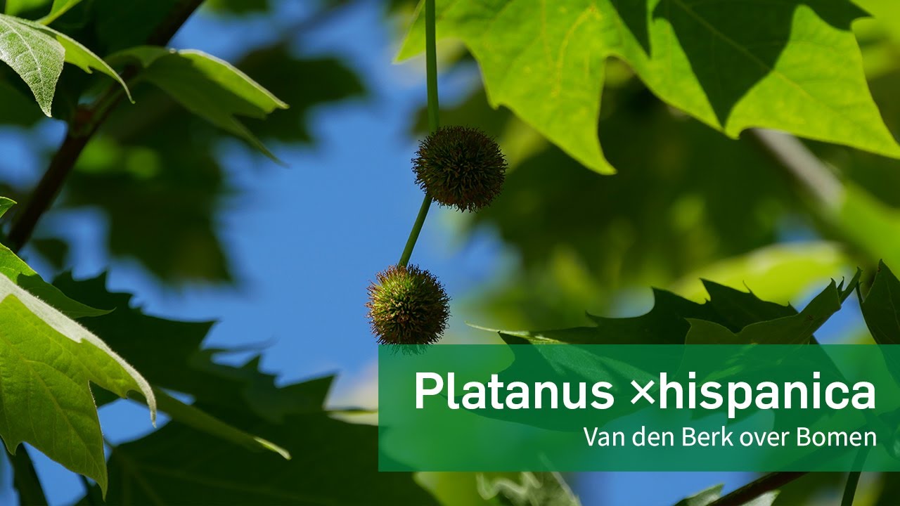 Platanus ×hispanica - Gewone plataan | Van den Berk over Bomen