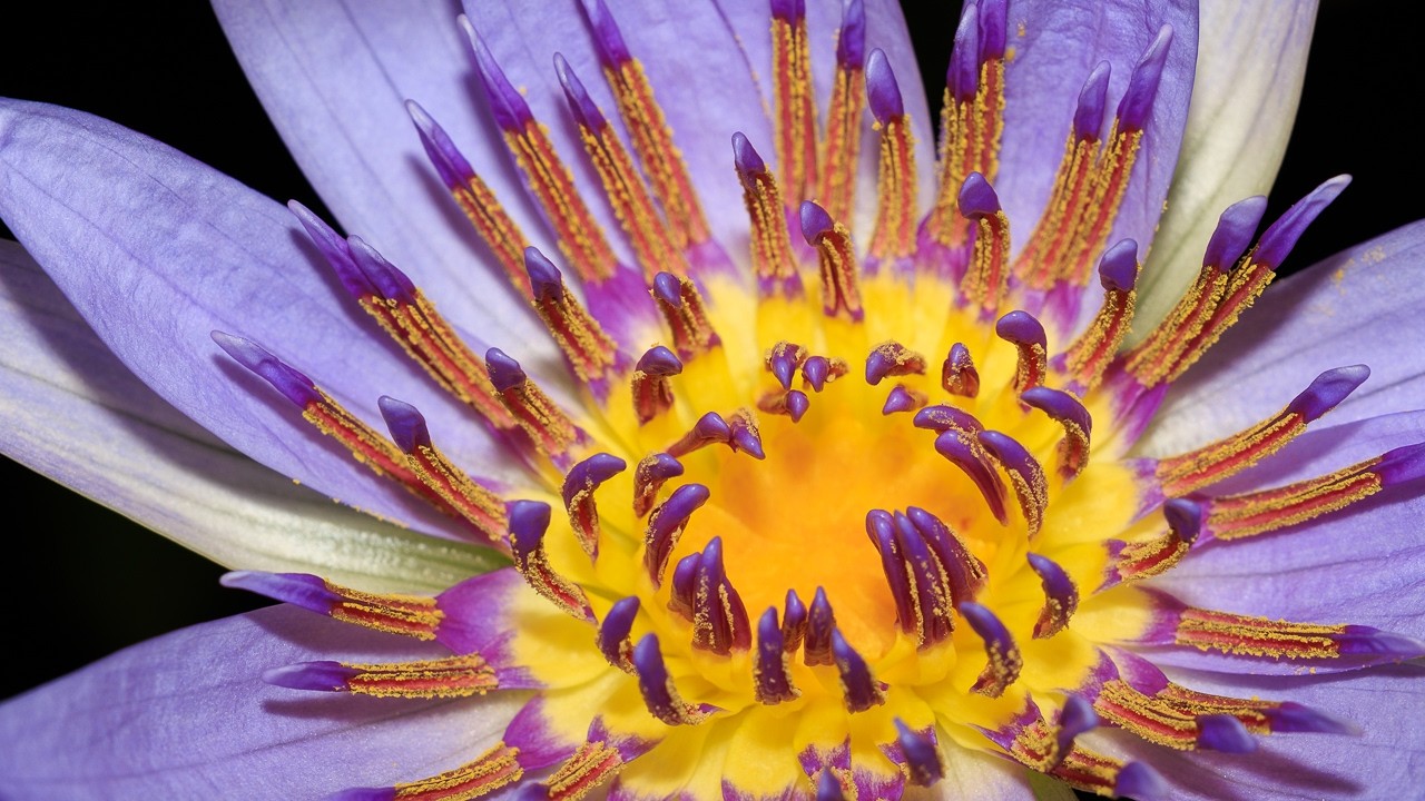 Extreme 1000mm Macro: Waterlily Timelapse