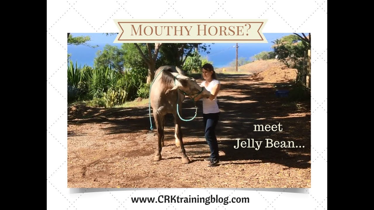 Как обращаться с клюющей/кусающейся лошадью