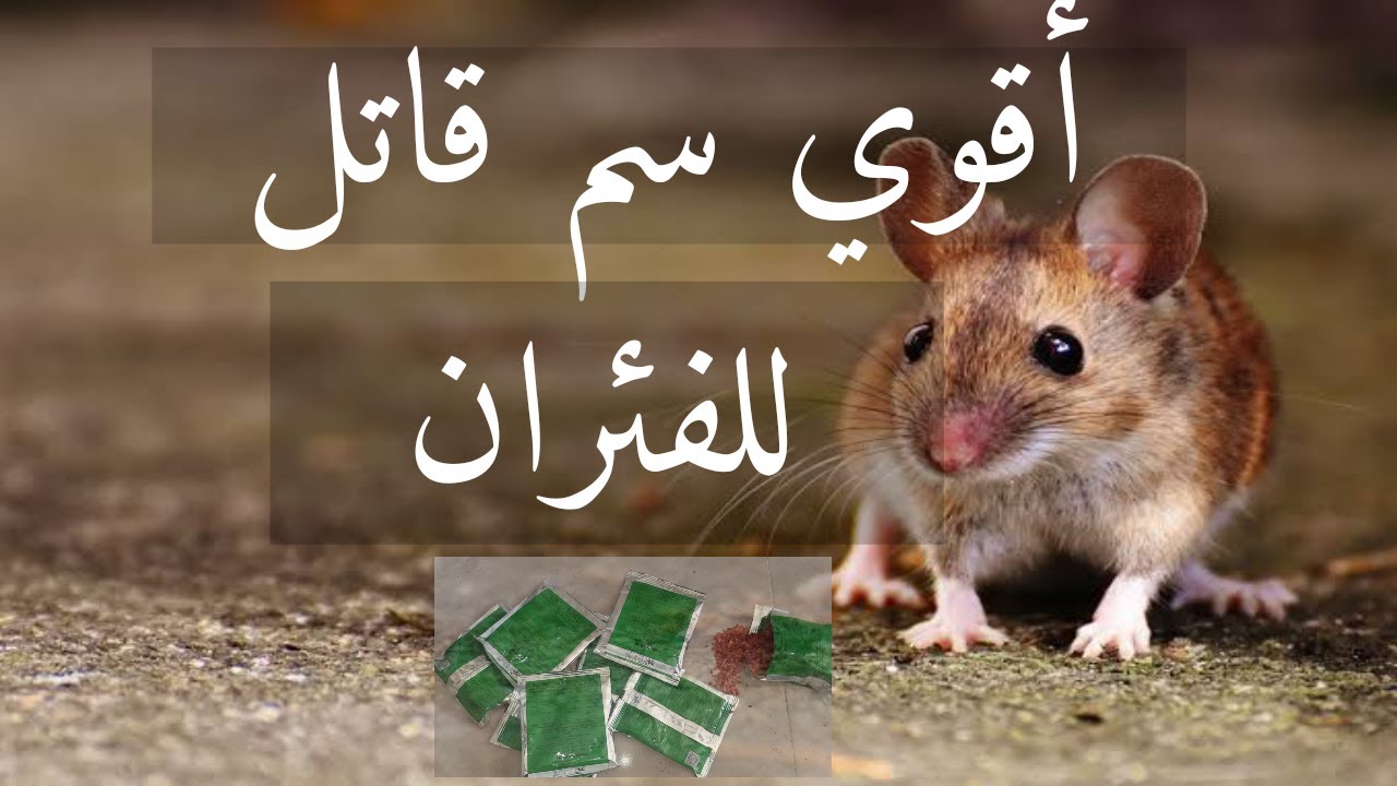 اقوي سم للقضاء على الفئران تماما || سم قاتل للفئران