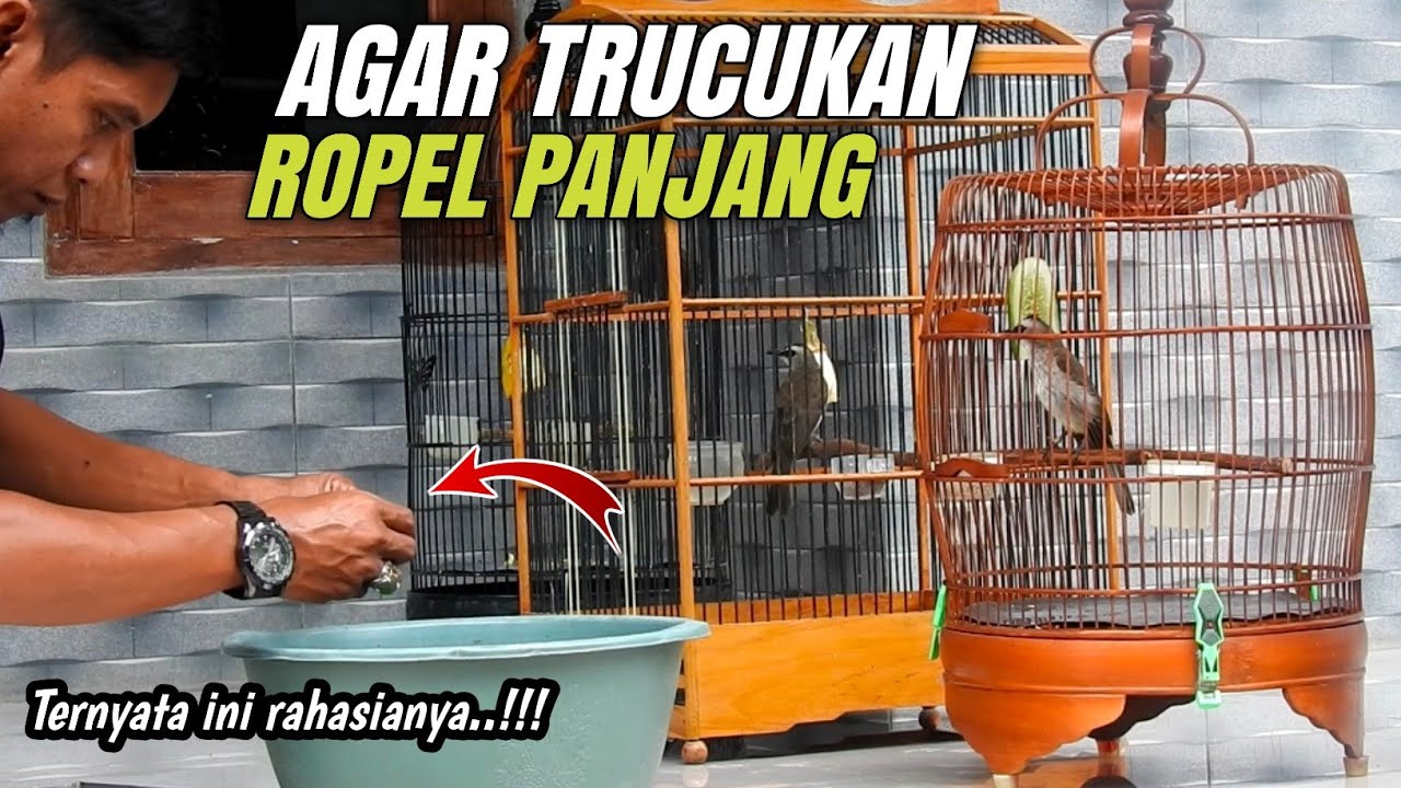 Inilah Rahasia TRUCUKAN Ropel panjang‼️