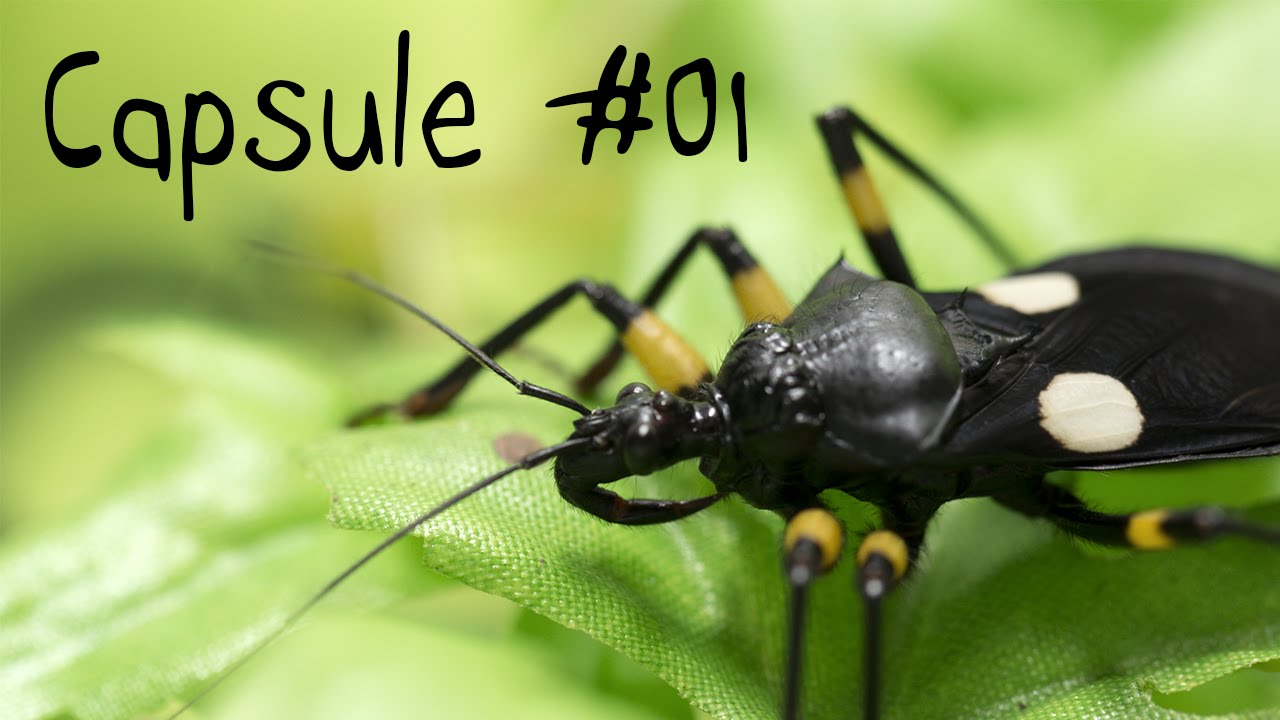 Capsule #01 - Qu'est-ce qu'un insecte?