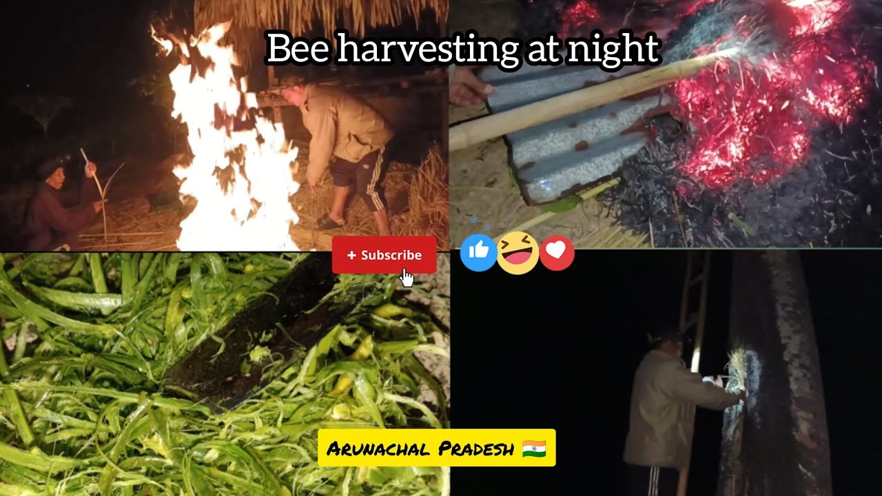 Bee Harvesting at Night | Real Village Life | Arunachal Pradesh 🇮🇳