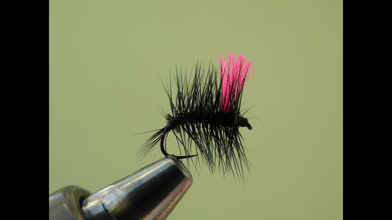 Griffith's Gnat, Black with post
