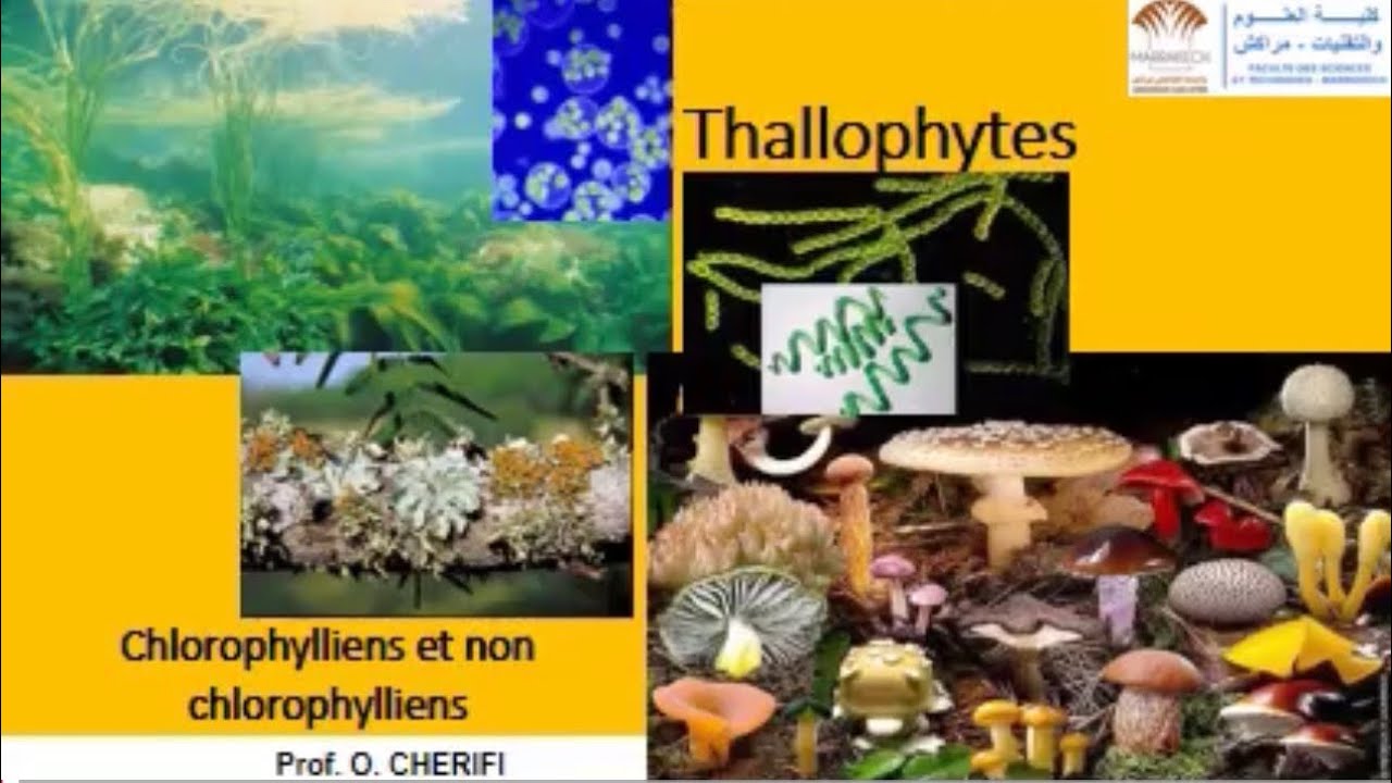 cours de biologie v&eacute;g&eacute;tal thallophytes