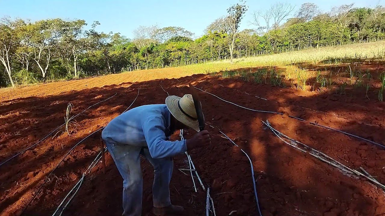 BRS CAPIAÇU (PÉ COM PONTA) APRENDA  PLANTAR AREAS ACIMA DE 1 HECTARE COM EXCELÊNCIA NO ASSUNTO.