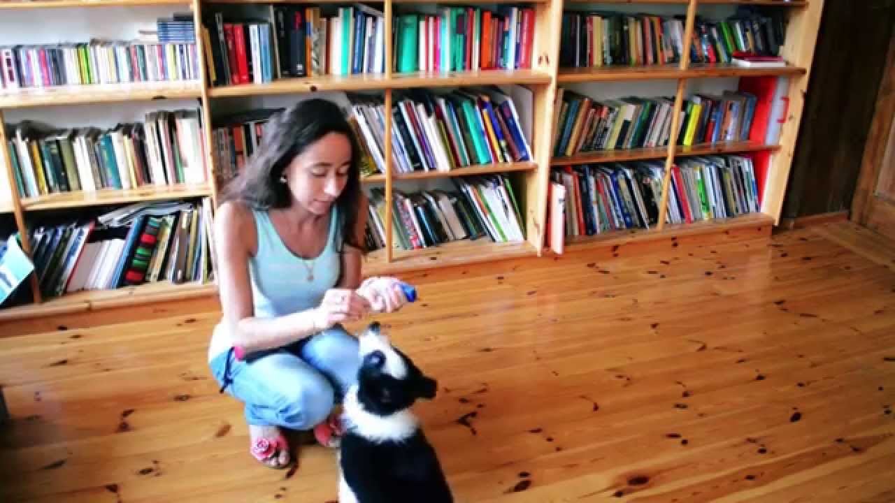 Simon 2 months old border collie puppy tricks