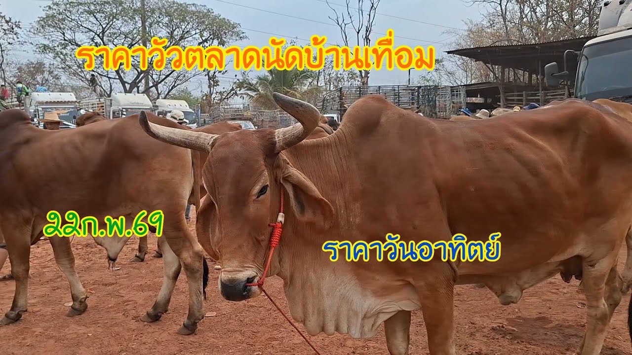 22ก.พ.69ราคาวัวตลาดนัดบ้านเทื่อมอ.บ้านผือจ.อุดรธานีราคาวัววันนี้