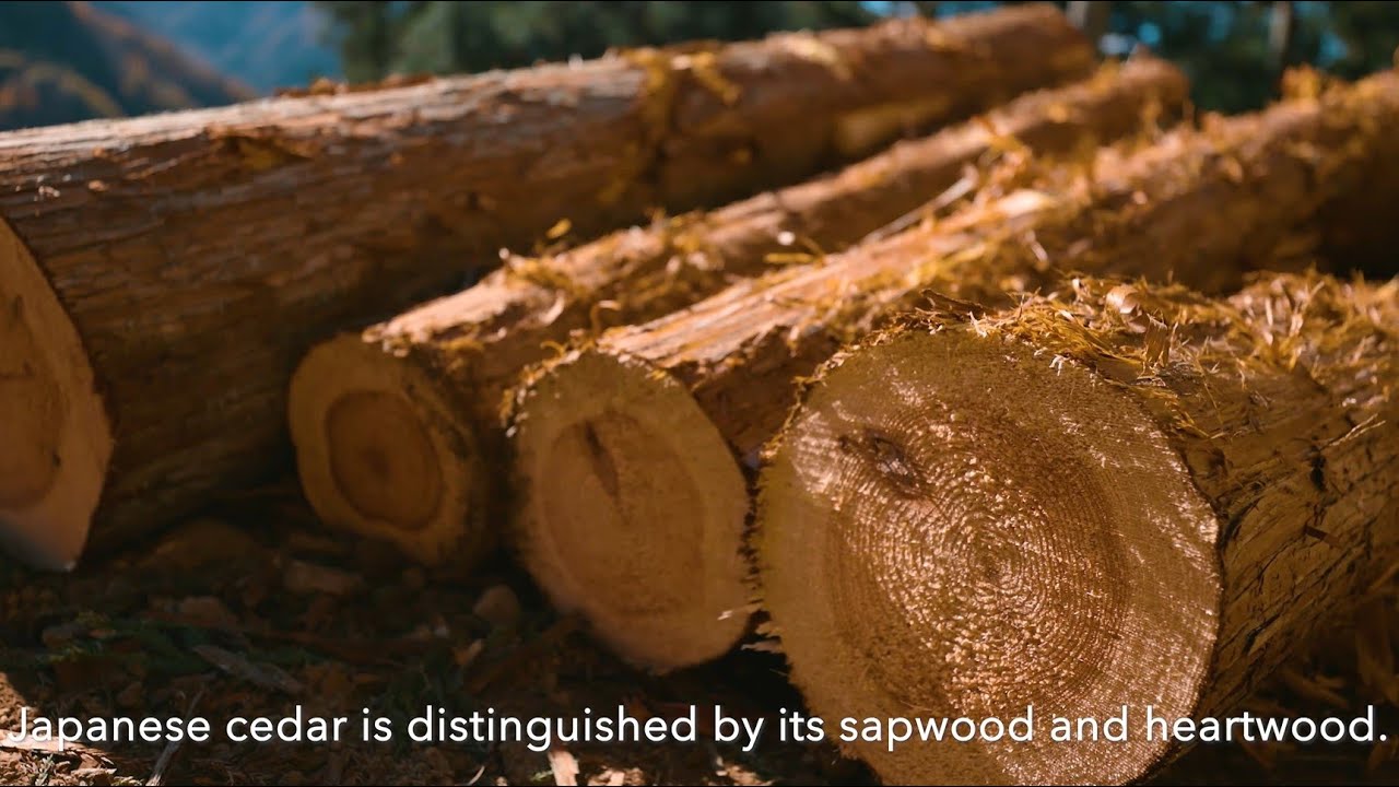 Unlocking the Potential of Japanese Timber: Quality and Safety