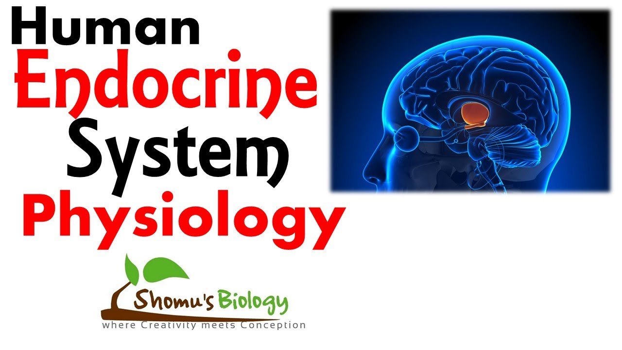 Endocrine system physiology | human endocrine hormones