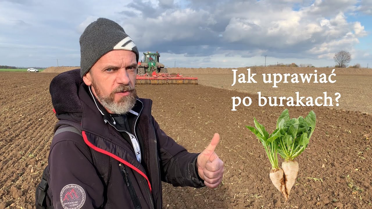 Uprawa po burakach w miejscowości Udanin