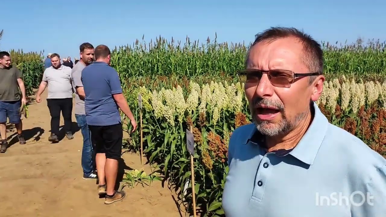 Čirok v Ivanovic&iacute;ch na Han&eacute;