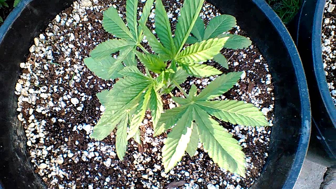 Kush  Grow / iguana juice  grow