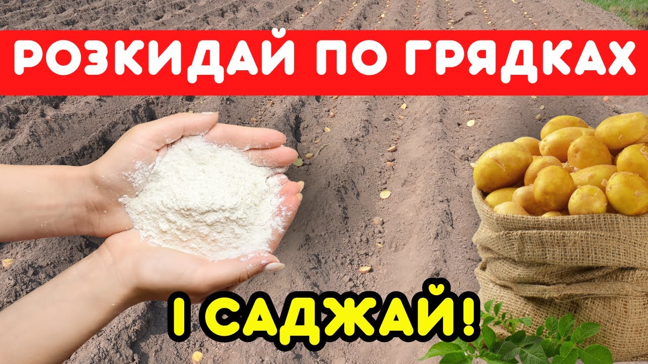 КАРТОПЛЯ ВІДДЯЧИТЬ ВРОЖАЄМ! Всього одна органіка і землю на городі не впизнати