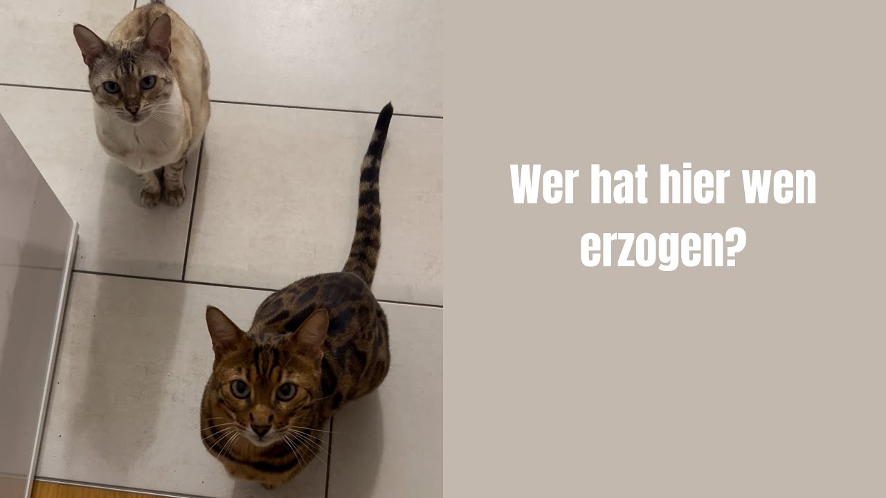 Wer hat hier wen erzogen? #katze #katzenvideos #katzenaufyoutube #bengalkatze #katzen #miau 