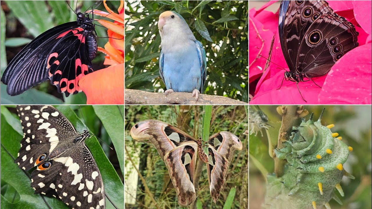 Visiting the Butterfly Park in Benalmadena, Spain