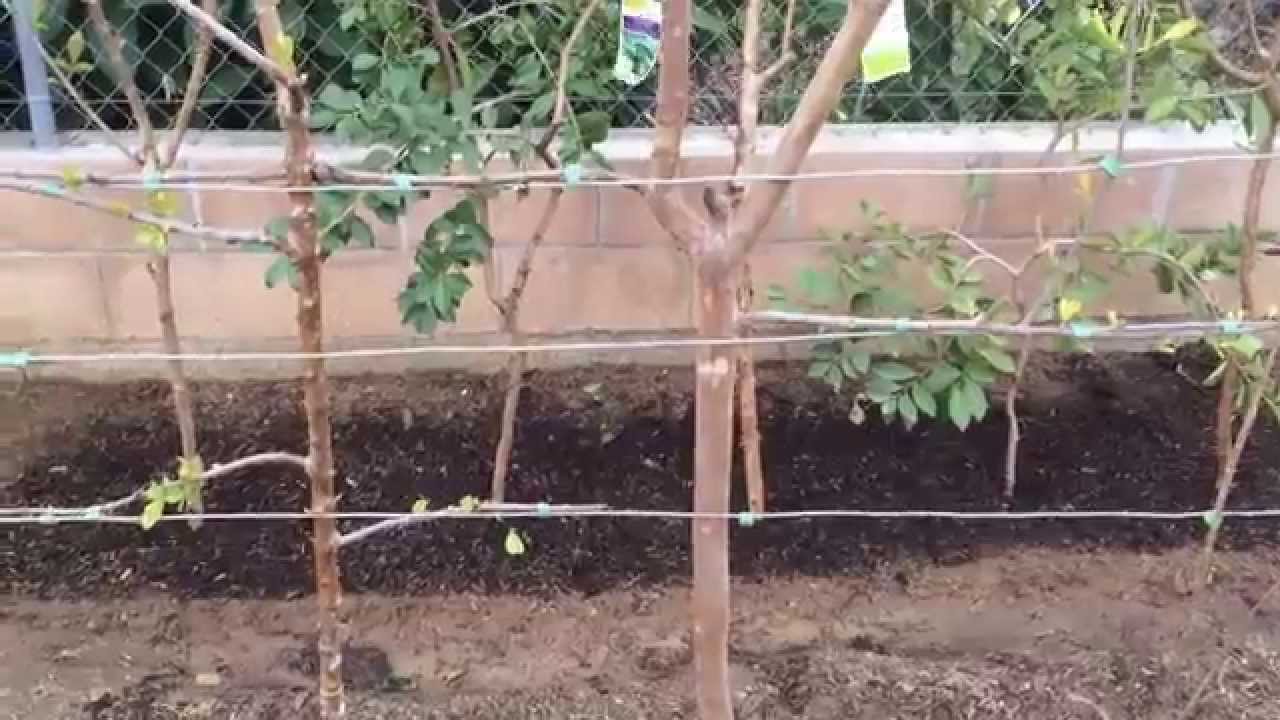 Guavas Update 02-28-15 (High Density Espalier Gardener)