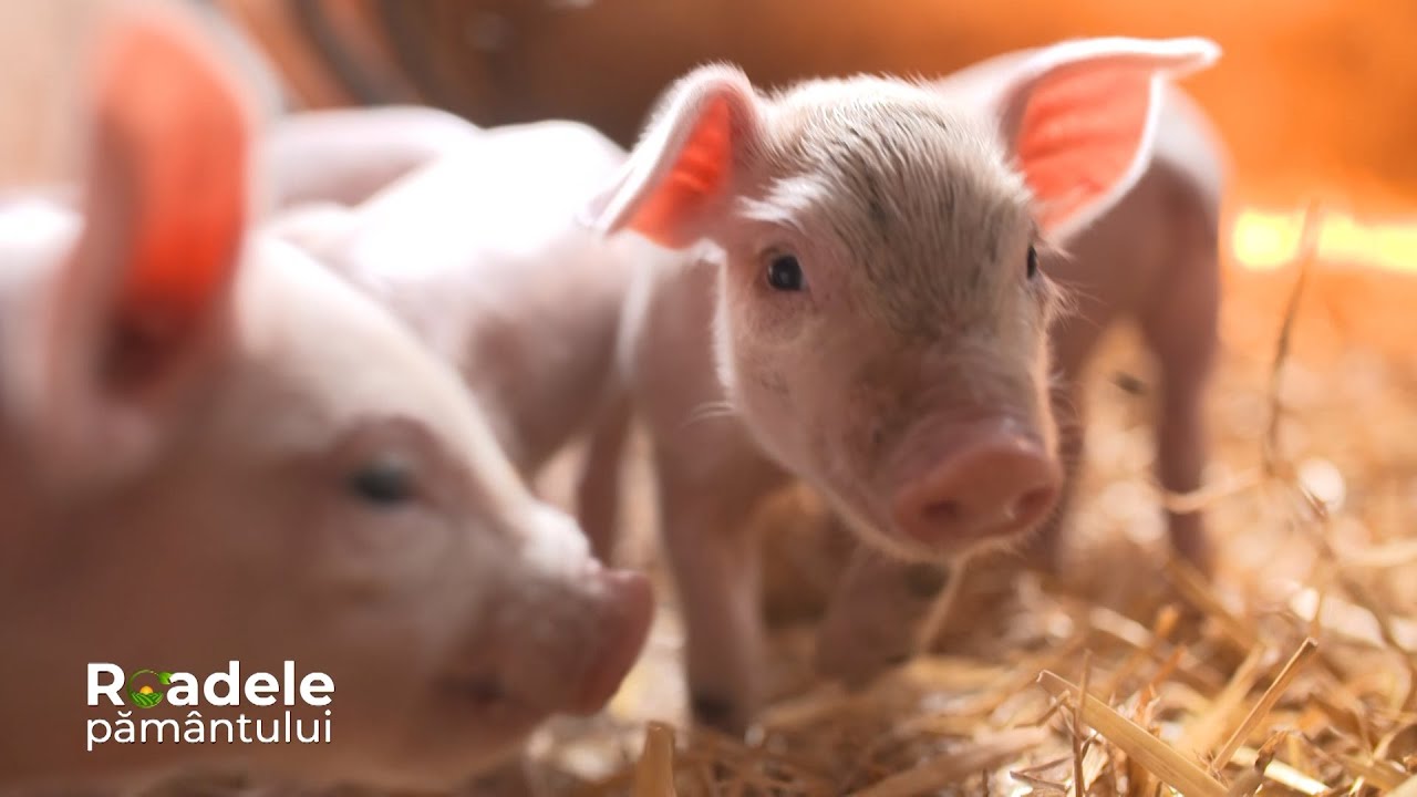 Porcul domestic este, alături de c&acirc;ine și capră, cel mai vechi animal domesticit de oameni