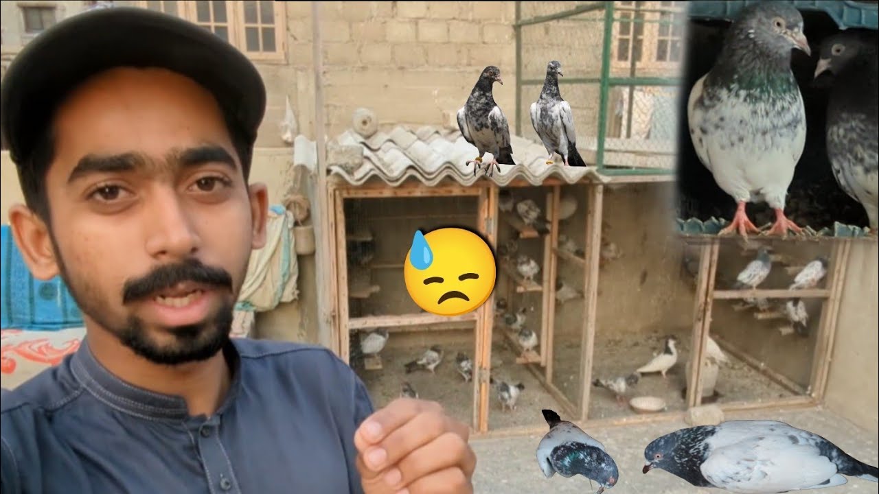 Joro Wala Nar Jaal Sa Nikal Kr Urr Gea😓 || Sub Sa Acha Urr Rha Kabootar Mar Gaya😣. #itspigeonlover
