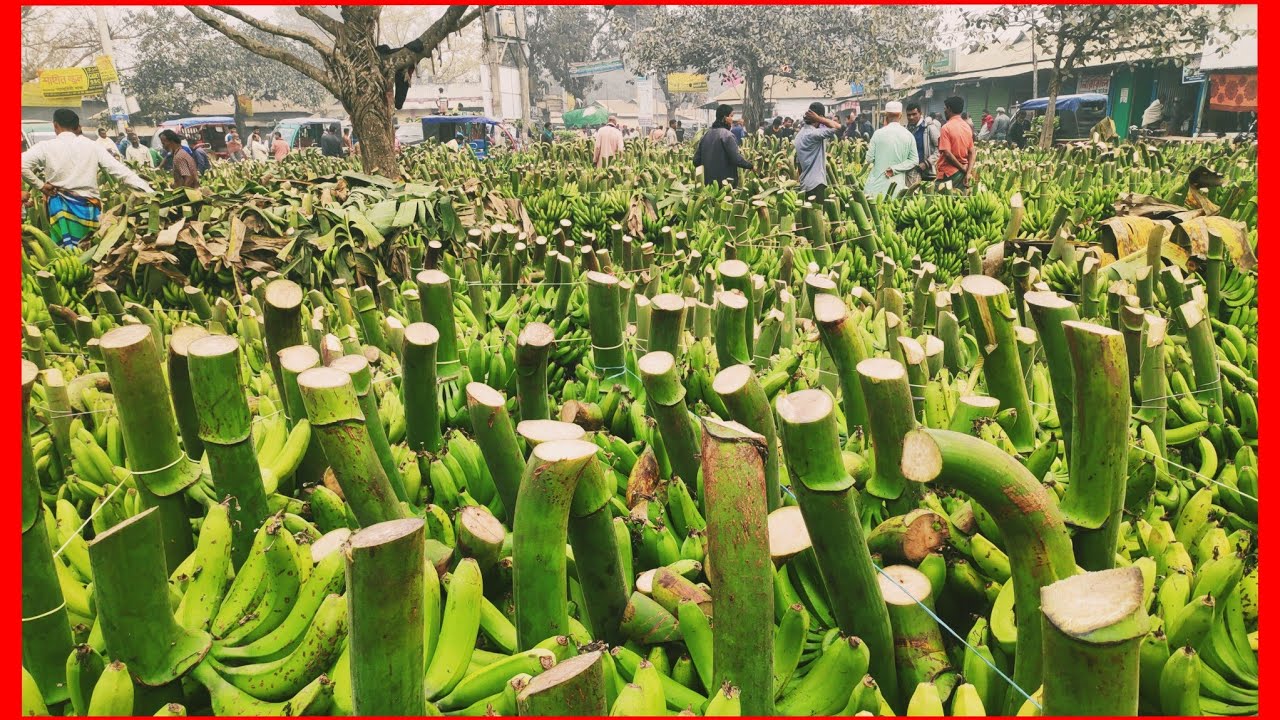 ২৪,ফেব্রুয়ারি প্রতিটা পাইকারি কলার বাজার বিরতিহীন কুতুবপুর বাজার টাঙ্গাইল 01888550002যোগাযোগ 