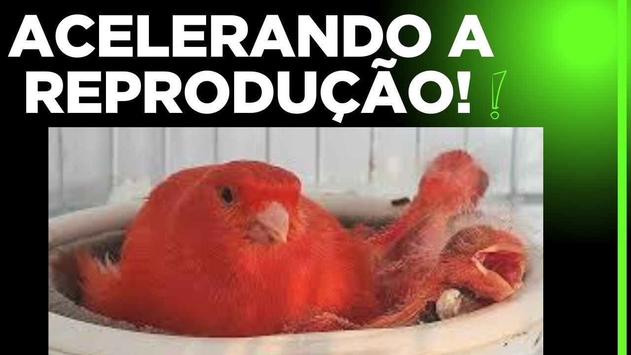 #067 Não Nascia filhote algum de Canário,, até eu aprender a fazer isso!