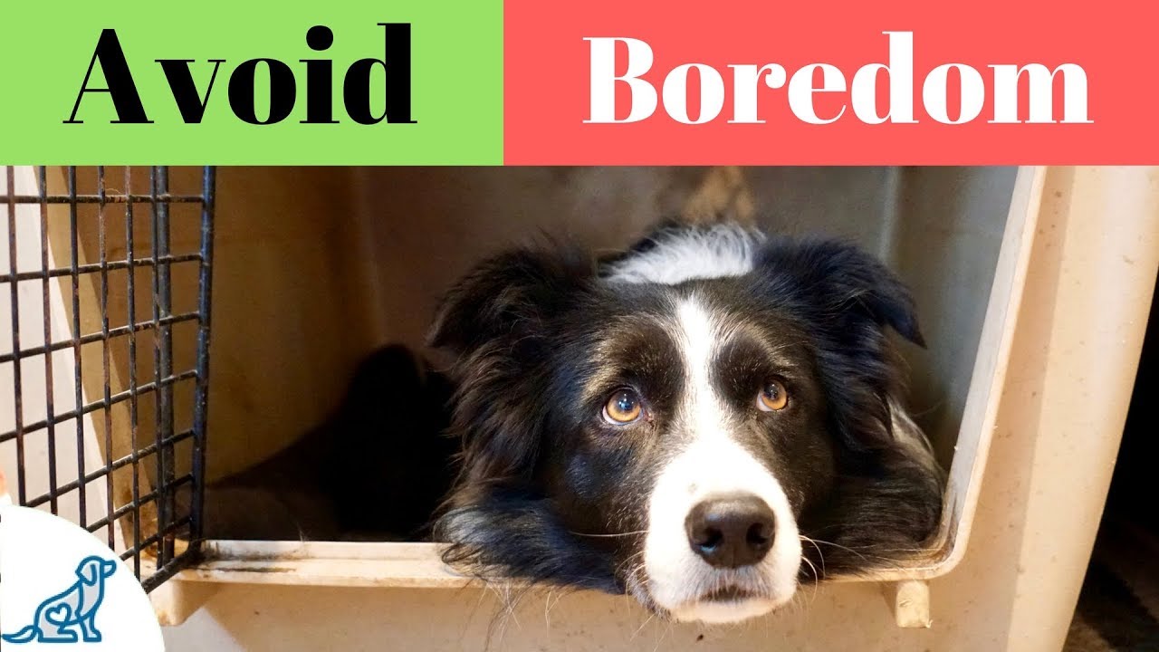 Activities For Dogs On Crate Rest - Professional Dog Training Tips
