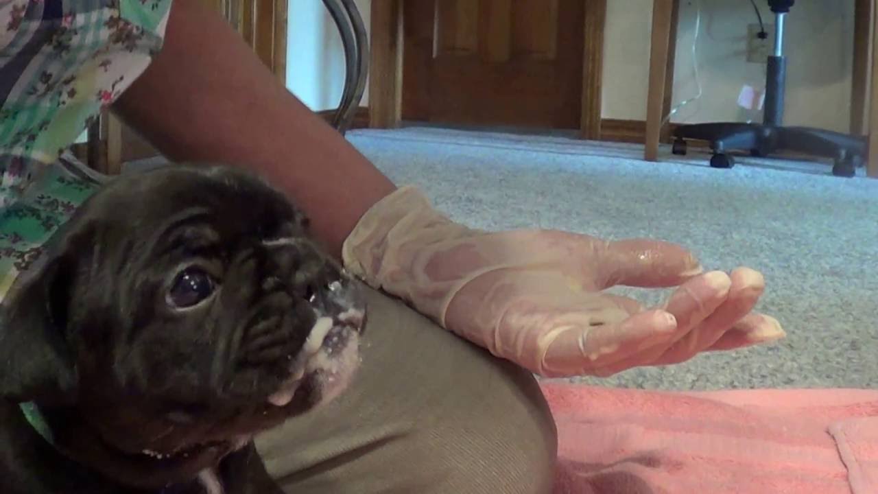 Weaning Our French Bulldog Puppies