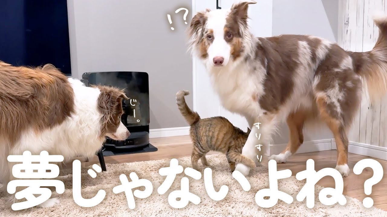 大好きな子猫が初めてスリスリしてきた時の犬の反応が可愛すぎました！！【ボーダーコリー・オーストラリアンシェパード】