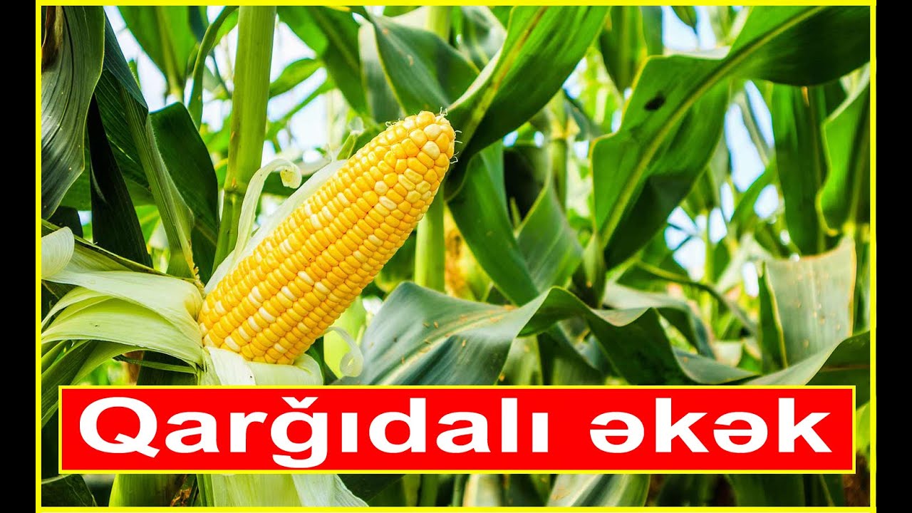 Qumda əkilən Qarğıdalının nəticəsi.