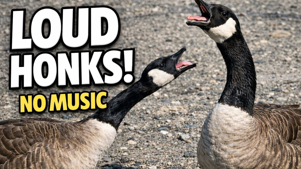 Canada Goose Honking Sound | Real Goose Calls (No Music)