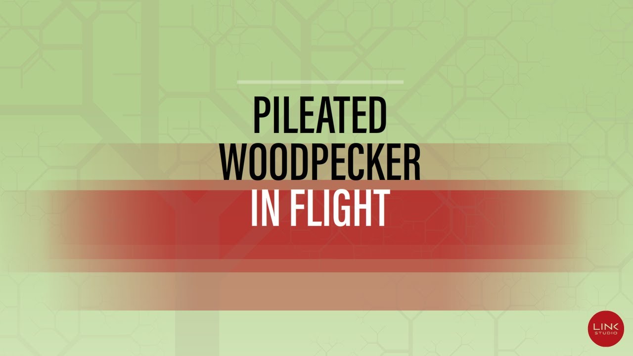The Pileated Woodpecker In Flight