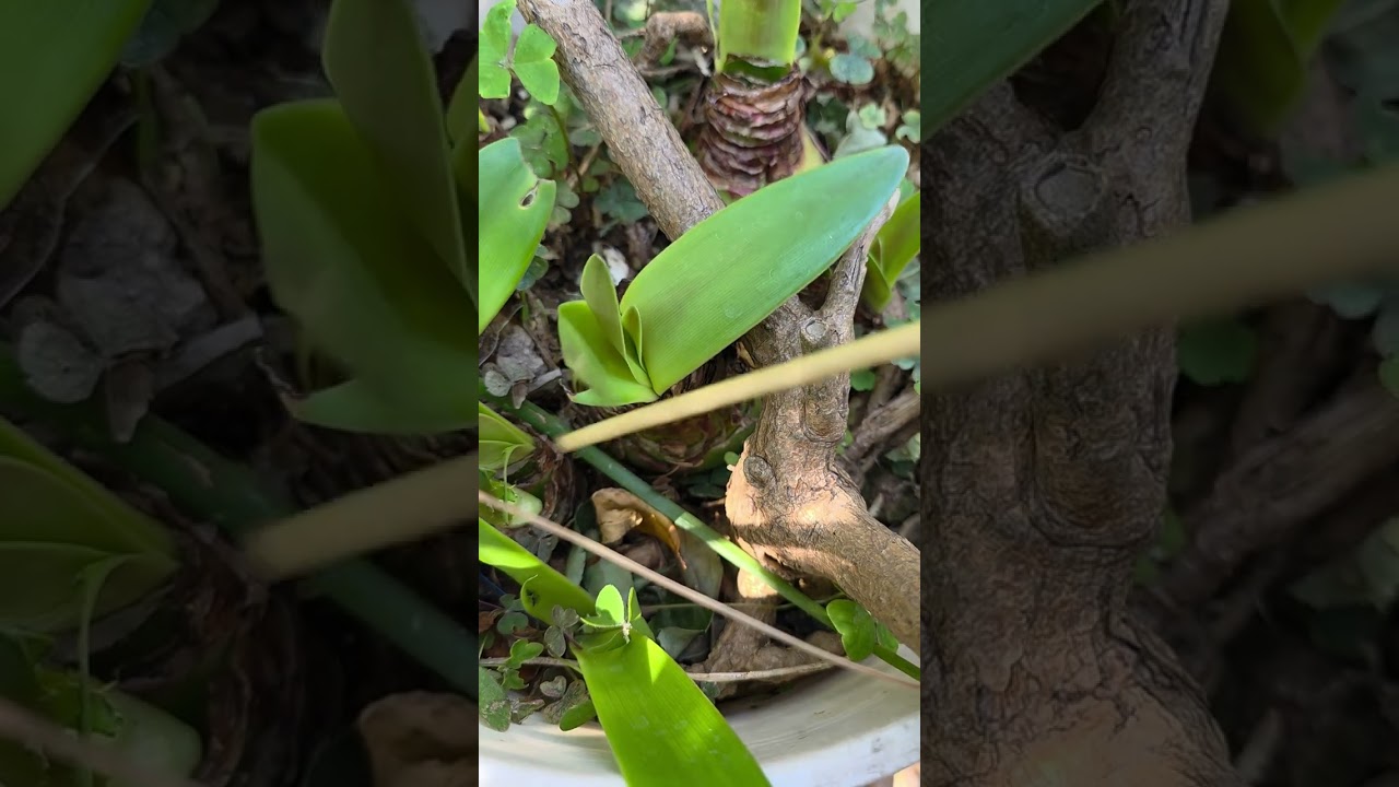 Los Caracoles se estaban comiendo el tronco de la flor de Azucena. Los saqué de la Maceta.