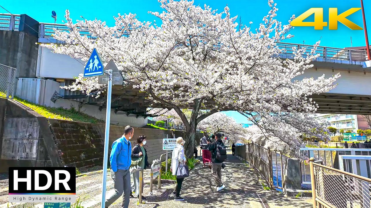 Tokyo Suburbs Cherry Blossoms 2024 | 4K HDR