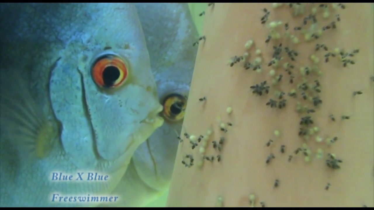 19 Blue Discus Egg Fry Wriggler Free Swimmer