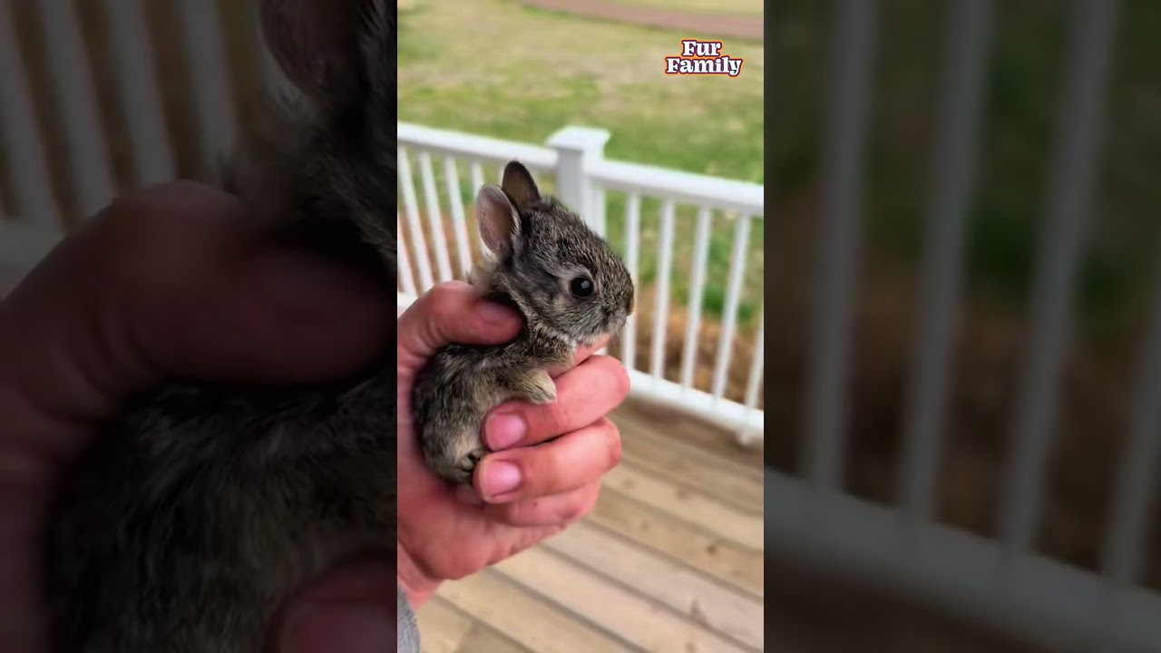 Baby Bunny Rabbit Hiding In Fence Gets Rescued