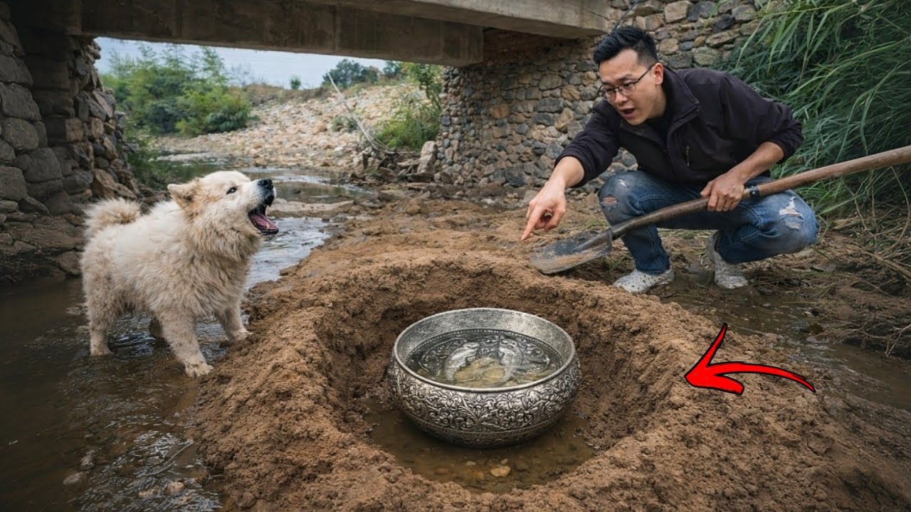 Hốt Hoảng Chó Trắng Phát Hiện Đào Bới Chiếc Bát Bạc Cổ Chữ Trung Hoa Dưới Chân Cầu? Giải Mã Giấc Mơ