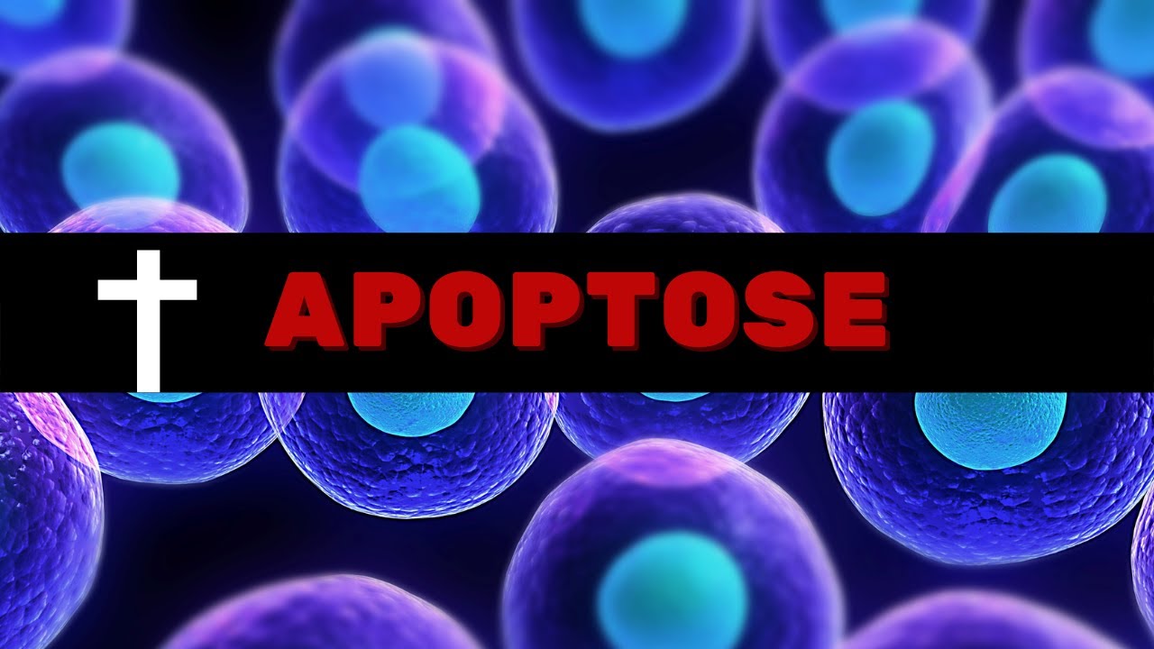 Apoptose - Fisiologia Humana
