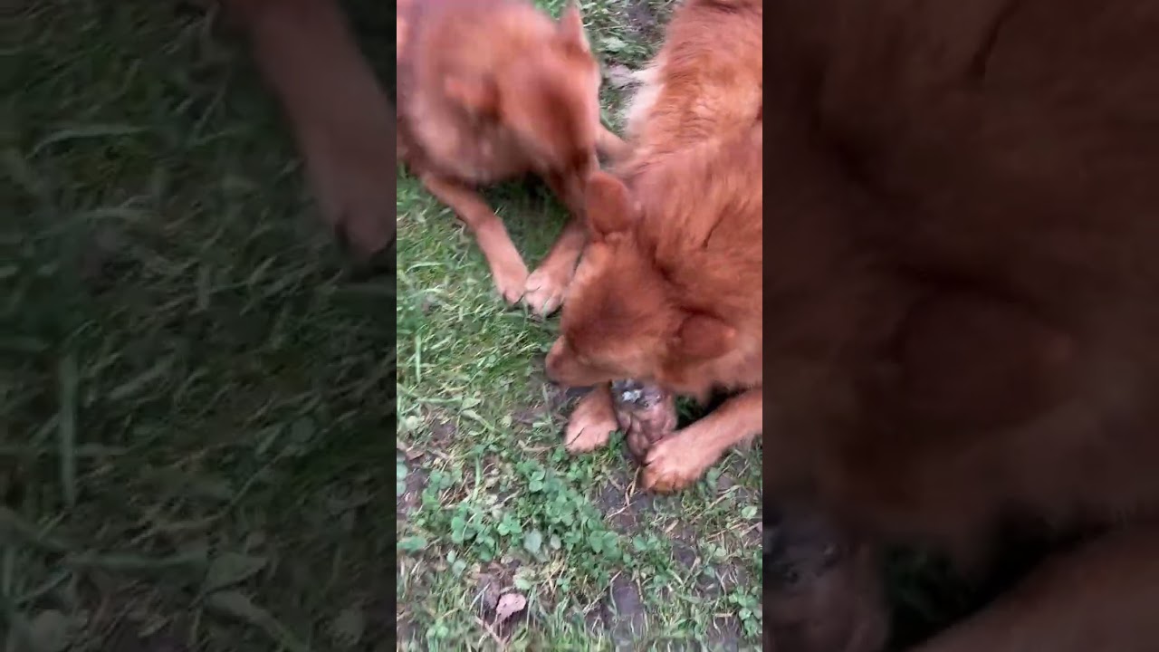 КОСТЬ пошла по&hellip; ПАСТЯМ! The BONE kept changing MOUTHS!