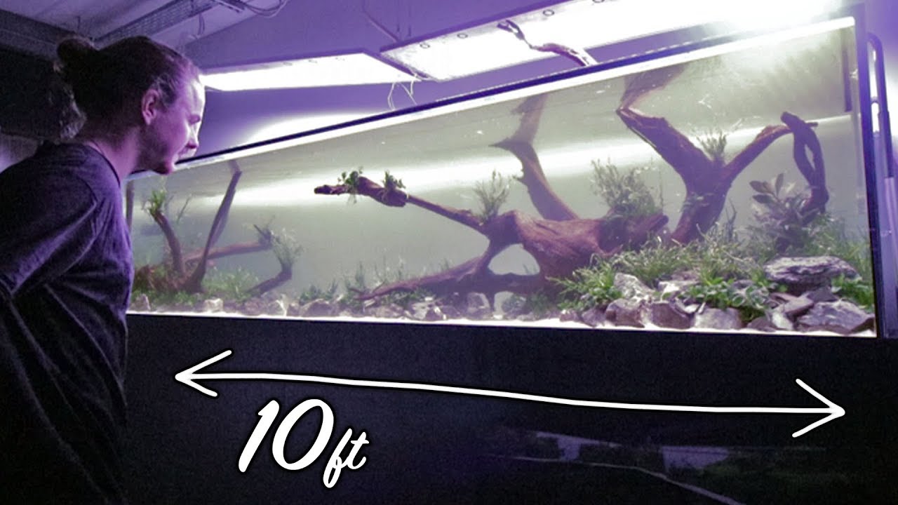 Aquascaping my BIGGEST Aquarium Yet