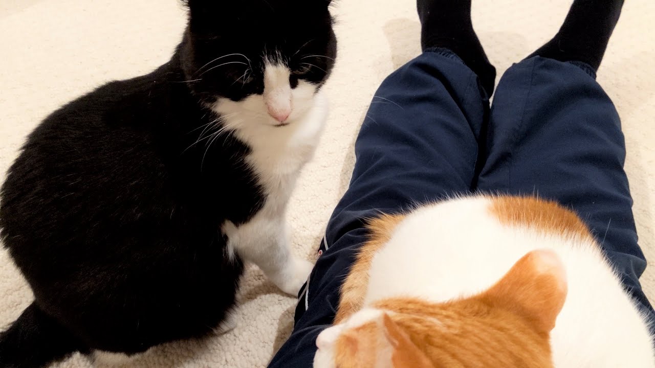 Jealous Cat Doesn't like It When Other Cat Sits On Owners Lap